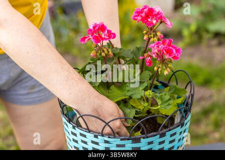 plantation de printemps de fleurs dans le jardin. Une femme plante des géraniums dans des pots Banque D'Images
