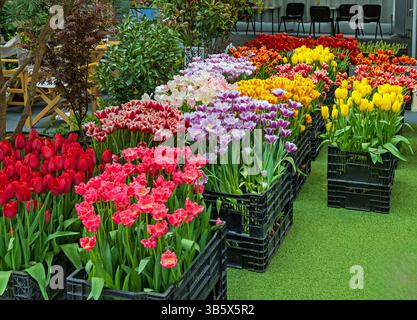 Sélection de belles fleurs dans le magasin de fleurs à l'extérieur Banque D'Images