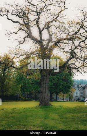 Peuplier noir ancien (Populus nigra subsp. Betulifolia) dans Victoria Gardens Rochester surplombant Chatham Banque D'Images