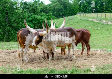 Groupe de bétail Texas Longhorn, bouvillons, dans un pâturage agricole dans le comté d'Elmore, Alabama, États-Unis. Banque D'Images