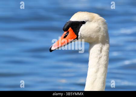 Portrait en gros plan d'un cygne muet avec un bec orange vif et des détails de plumage fins, sur fond d'eau bleu flou par une journée ensoleillée. Banque D'Images