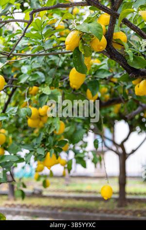 Un citronnier vibrant présente des grappes de citrons jaunes suspendues au milieu de feuilles vertes luxuriantes. La scène se déroule dans un verger ensoleillé, rayonnant un afte paisible Banque D'Images