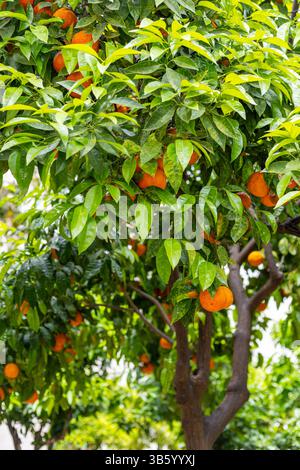 Un oranger luxuriant se dresse dans un jardin, rempli d'oranges mûres et de feuilles vertes éclatantes, capturant l'essence des fruits abondants de la fin du printemps Banque D'Images