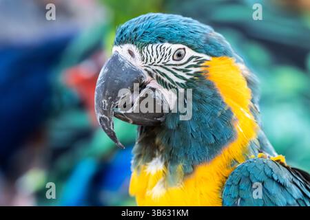 Le magnifique et vibrant aras à gorge bleue (Ara glaucogularis) de Bolivie est considéré comme gravement menacé dans la nature. (ÉTATS-UNIS) Banque D'Images