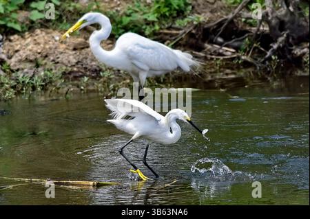 29 juin 2022, Starkville, Mississippi, États-Unis : une aigrette enneigée attrape un petit poisson tandis qu'une grande aigrette s'éloigne avec deux poissons dans son bec. Les oiseaux pêchaient au lac Bluff près de Starkville, Mississippi, États-Unis, le mercredi 29 juin 2022. (Crédit image : © Tim Thompson/ZUMA Press Wire) Banque D'Images