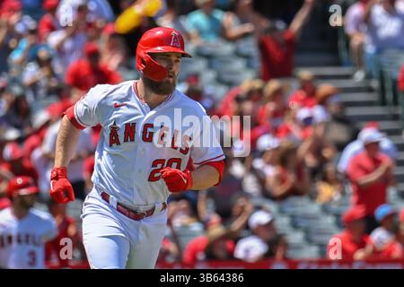 24 avril 2022 : Jared Walsh (20 ans), premier joueur des Los Angeles Angels, lors d'un match de baseball de la MLB entre les Orioles de Baltimore et les Angels de Los Angeles au Angel Stadium d'Anaheim, en Californie. Justin Fine/CSM(image de crédit : Banque D'Images