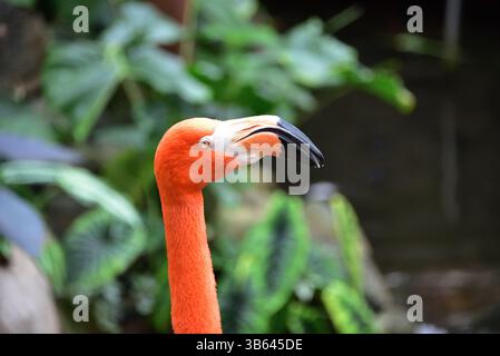 Tête de Flamingo Banque D'Images