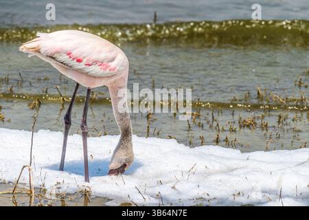 Grand flamant - Phoenicopterus roseus- debout dans le lac Magadi dans le cratère du Ngorogoro en Tanzanie Banque D'Images