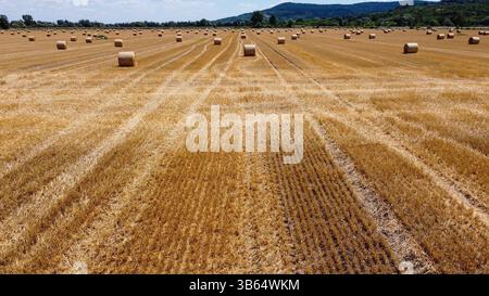 Balles de foin doré dispersées dans un large champ de récolte ensoleillé Banque D'Images