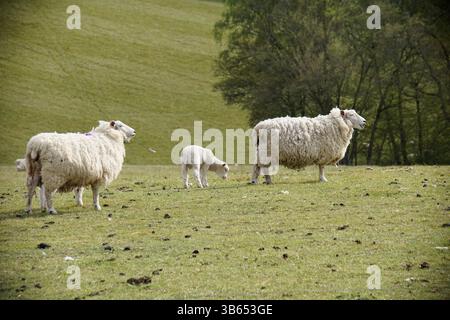 Deux moutons et un agneau debout sur une colline herbeuse dans la campagne anglaise. Hastings, Angleterre Banque D'Images