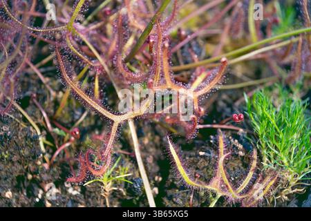 Drosera binata, le diou à fourche, diou à feuilles fourchues. une plante carnivore. Arrière-plan de l'usine. Banque D'Images