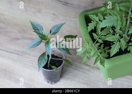 Poivrons et plants de tomates dans des récipients en plastique. Préparation pour la saison de jardinage. Jardin potager intérieur. Banque D'Images