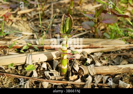 Knotweed plantes dangereuses envahissantes Reynoutria Fallopia japonica Sakhalin tige japonaise, et expansive espèce feuille, feuilles et fruits, vient Asie Banque D'Images