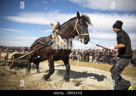 Sofia, Bulgarie - 3 mars, 2017 : les chevaux et leurs propriétaires participent à un tournoi de tirer lourd. Les animaux doit tirer une charge de centaines de kilogra Banque D'Images