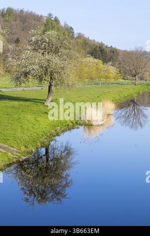 Le Freiberger Mulde coule calmement dans Westewitz, un pommier en fleurs se reflète dans l'eau, district de Saxe centrale, Saxe, Allemagne, Europe Banque D'Images