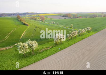 Paysage Lommatzscher Pflege avec des champs et des avenues, vue aérienne avec des arbres fruitiers en fleurs près de Obermuschuetz, Meissen, Saxe, Allemagne, Europe Banque D'Images