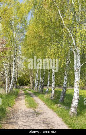 Sentier de randonnée à travers une jeune avenue de bouleaux (Betula) près de Foerdergersdorf, station thermale de Hartha, Saxe, Allemagne, Europe Banque D'Images