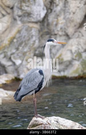 Héron gris (Ardea cinerea) debout sur pierre, Vienne, Autriche, Europe Banque D'Images