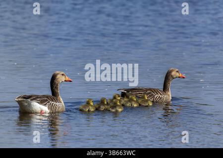 Deux oies nageant avec leurs poussins à travers un étang calme, Greylag Goose (Anser anser), faune, Allemagne, Europe Banque D'Images