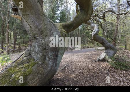 Suentelbuchen, hêtre cuivré (Fagus sylvatica), forêt de Tharandt, Saxe, Allemagne, Europe Banque D'Images