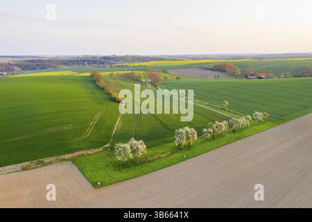 Paysage Lommatzscher Pflege avec des champs et des avenues, vue aérienne avec des arbres fruitiers en fleurs près de Obermuschuetz, Meissen, Saxe, Allemagne, Europe Banque D'Images