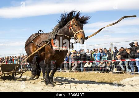 Les chevaux et leurs propriétaires participent à un tournoi de tirer lourd. Les animaux doit tirer une charge de plusieurs centaines de kilogrammes sur une piste de 30 m.. Sauts de cheval Banque D'Images