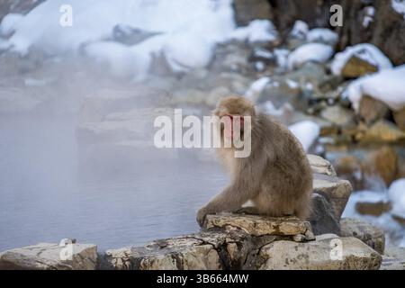 Singe des neiges japonais à l'onsen fumant en hiver Banque D'Images