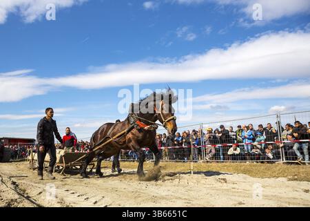 Sofia, Bulgarie - 3 mars, 2017 : les chevaux et leurs propriétaires participent à un tournoi de tirer lourd. Les animaux doit tirer une charge de centaines de kilogra Banque D'Images