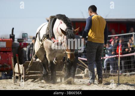 Les chevaux et leurs propriétaires participent à un tournoi heavy pull. Les animaux doivent tirer une charge de centaines de kilogrammes sur une piste de 30 M. Banque D'Images