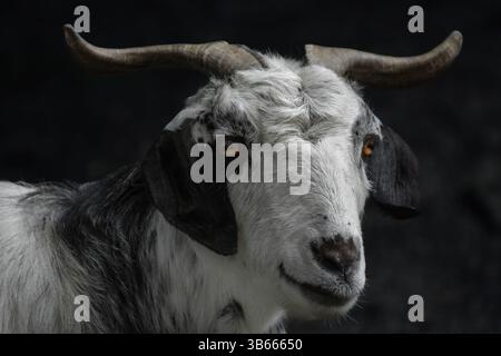 portrait en gros plan d'une chèvre blanche et noire avec des cornes et des yeux ambrés sur un fond gris foncé Banque D'Images