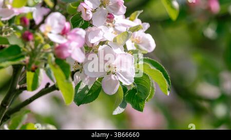 fleurs tendres de pomme au printemps, vert, blanc, rose, 16x9 Banque D'Images