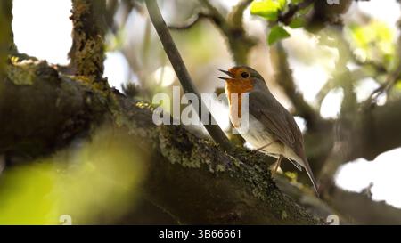 un robin chantant mignon est assis à chanter sur un arbre, erithacus rubecula, marron, vert, rouge, 16 :9 Banque D'Images