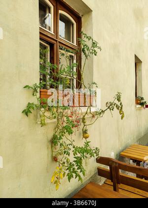 Tomates ramifiées poussant dans des pots sur le rebord de la fenêtre sur fond de vieille fenêtre en bois et mur plâtré de bâtiment gris. Petits et grands légumes, ri Banque D'Images