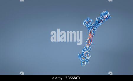 Anticorps, illustration. Cette molécule en y possède deux bras qui peuvent se lier à des antigènes spécifiques, par exemple des protéines virales ou bactériennes. Ce faisant, ils marquent l'antigène pour la destruction par les phagocytes, les globules blancs qui ingèrent et détruisent les corps étrangers. Les anticorps peuvent également tuer certains pathogènes directement et neutraliser les toxines. Banque D'Images