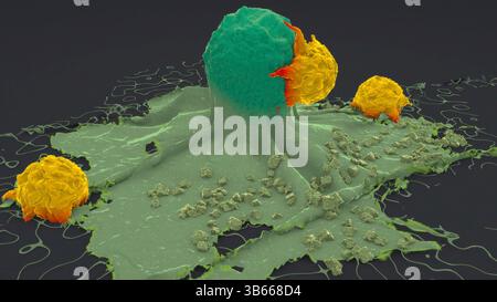 Illustration de lymphocytes (jaune), un type de globule blanc, attaquant une cellule cancéreuse (vert). Banque D'Images