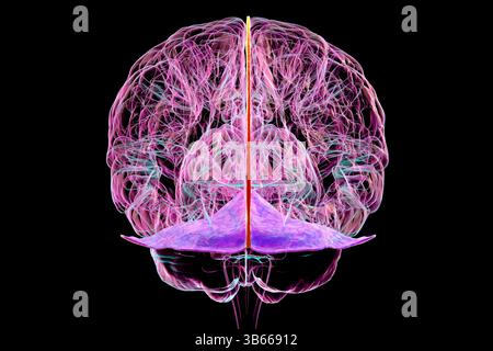 Illustration d'un cerveau humain (vue arrière) avec falx cerebri (orange) et tentorium cerebelli (violet) mis en évidence, montrant les membranes protectrices du cerveau. Banque D'Images