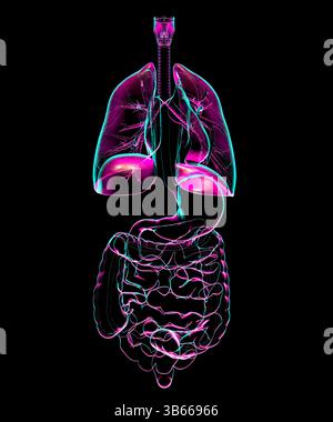Illustration de l'anatomie du système respiratoire et digestif humain, mettant en valeur les organes internes. Banque D'Images