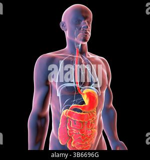 Illustration du corps humain avec le système digestif mis en évidence, montrant les principaux organes impliqués dans la dégradation des aliments, l'absorption et l'élimination des déchets. Banque D'Images