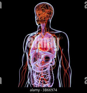 Illustration de l'anatomie du corps humain avec les systèmes respiratoire, digestif, cardiaque et artériel mis en évidence, montrant les principaux organes et le flux sanguin. Banque D'Images