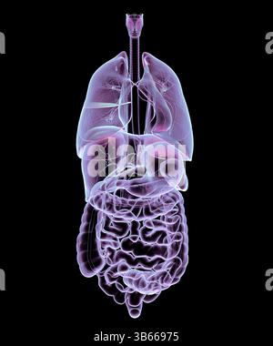 Illustration de l'anatomie du système respiratoire et digestif humain, mettant en valeur les organes internes. Banque D'Images