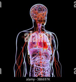 Illustration de l'anatomie du corps humain avec les systèmes respiratoire, digestif, cardiaque et artériel mis en évidence, montrant les principaux organes et le flux sanguin. Banque D'Images