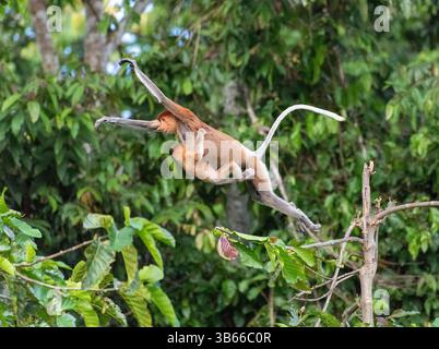 Singe proboscis - Nasalis larvatus - mère sautant d'un arbre à l'autre avec un nourrisson qui s'accroche à elle, Sabah, Bornéo, Malaisie Banque D'Images