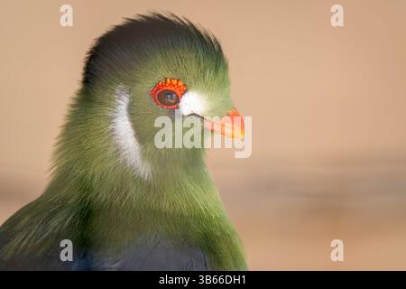 Turaco à joues blanches (Tauraco leucotis) sur fond sablonneux. Tête de couleur verte d'un turaco à joues blanches avec un bec de couleur orange, anneau d'oeil Banque D'Images
