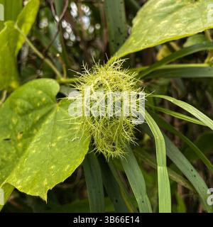 Fruit de Passionflower puant, passiflora foetida Banque D'Images