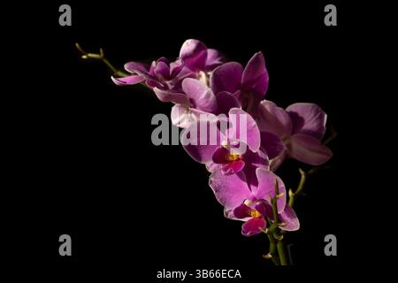 Gros plan en studio d'orchidées Phalaenopsis violettes éclatantes qui fleurissent sur les tiges, mises en évidence par un éclairage spectaculaire sur un fond noir profond pour th Banque D'Images
