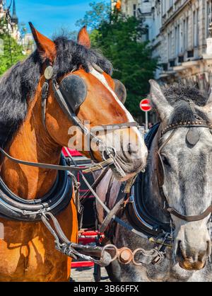Deux chevaux harnachés. Vue rapprochée de chevaux bruns et blancs debout dans Tack traditionnel sur Cobblestone Street dans Sunny Historic City. Photo verticale Banque D'Images