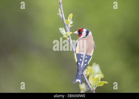 Goldfinch mâle perché sur une brindille Banque D'Images