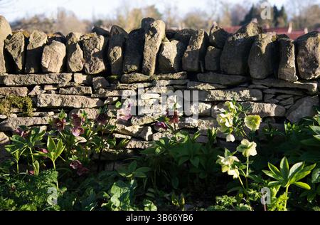 Hellebores dans la lumière du soleil d'hiver Banque D'Images