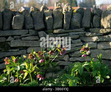 Hellebores dans la lumière du soleil d'hiver Banque D'Images