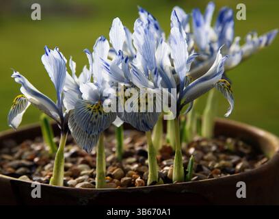 Iris reticulata 'Katherine Hodgkin' Banque D'Images